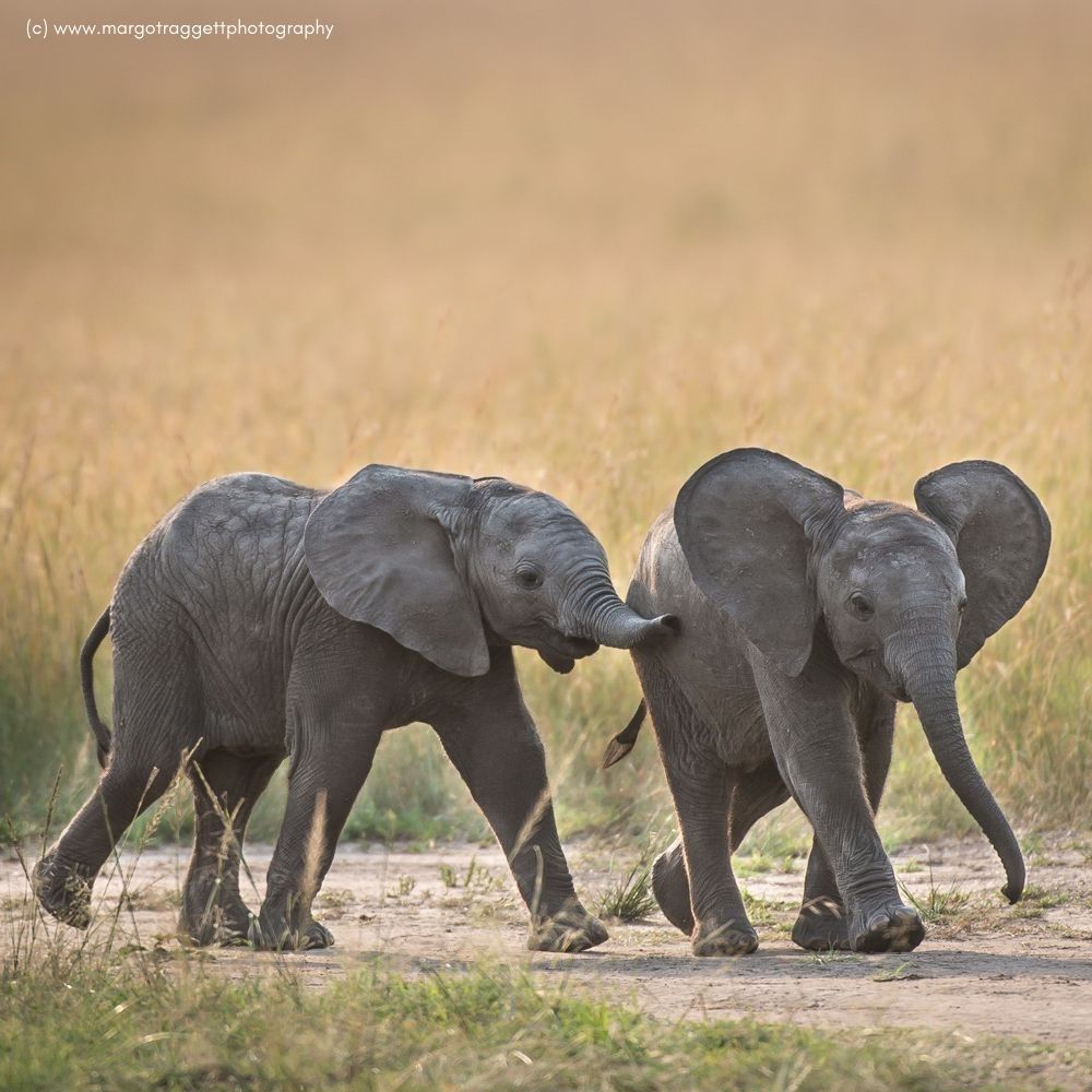 elephant competition