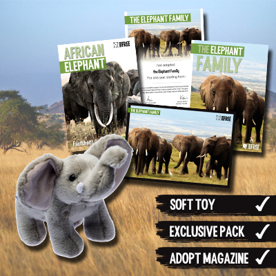 Elephant_AdoptionPack_example